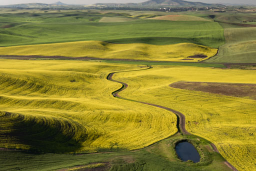 Palouse from the air essay